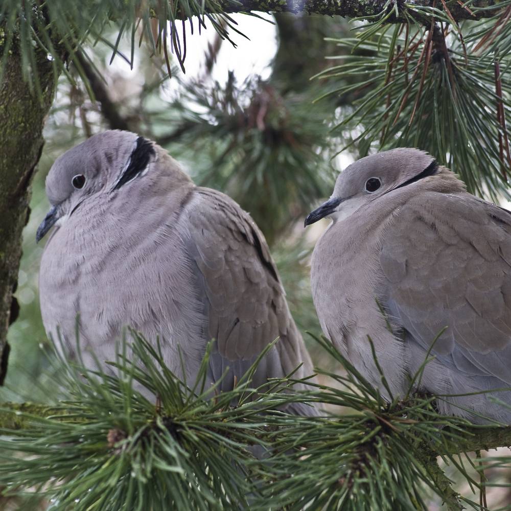 Collared Doves